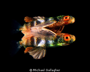Juvenile flying fish with its own reflection at the surfa... by Michael Gallagher 